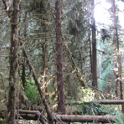 Hoh Rain Forest - Felled Trees