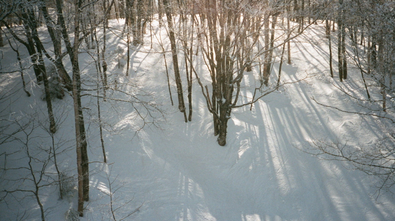 Red Fox Glades