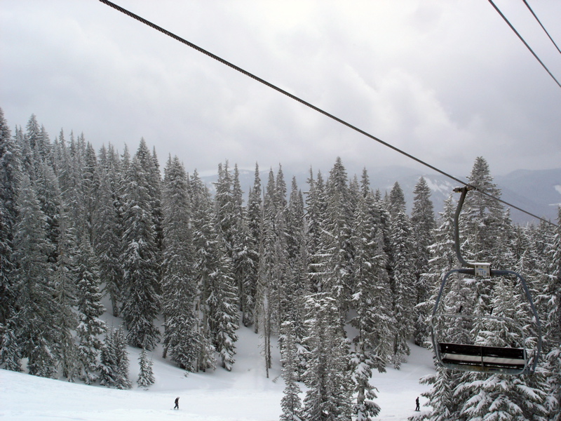 Timberline