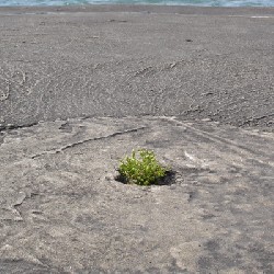 Big World - Small Plant