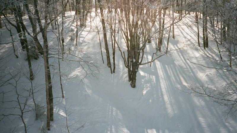 Red Fox Glades