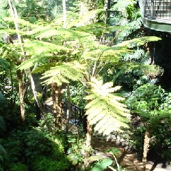 Opryland Garden Conservatory