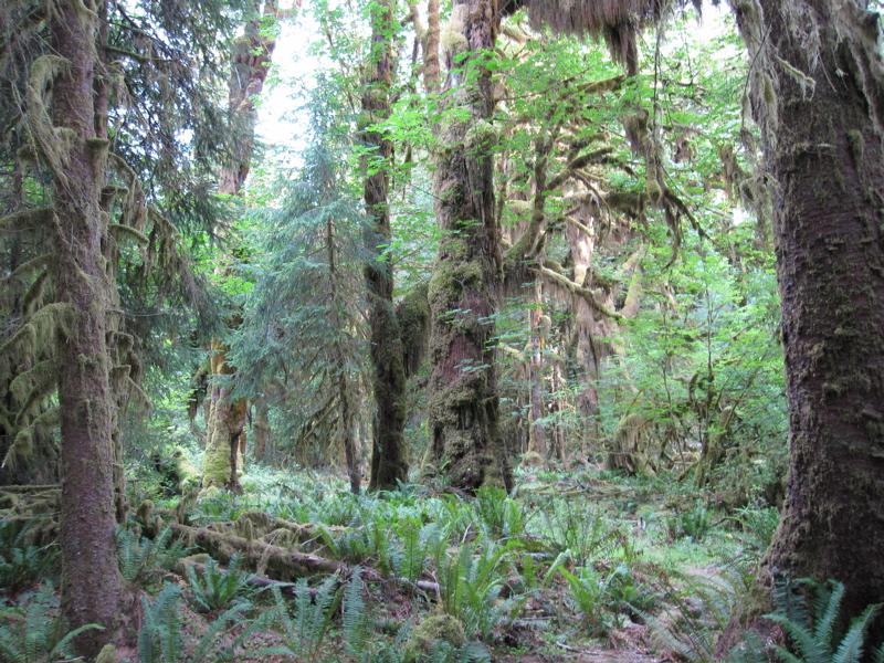 Hoh Rain Forest - Mossy Tree