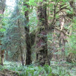 Hoh Rain Forest - Mossy Tree
