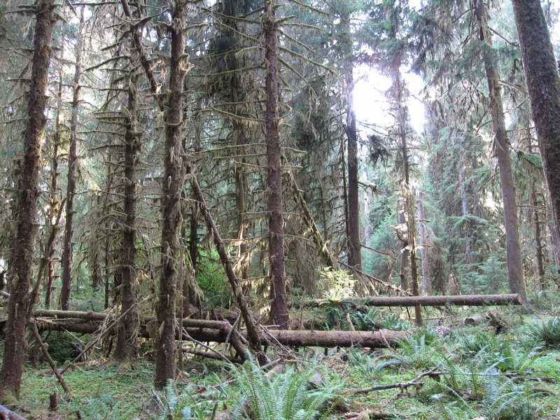 Hoh Rain Forest - Felled Trees