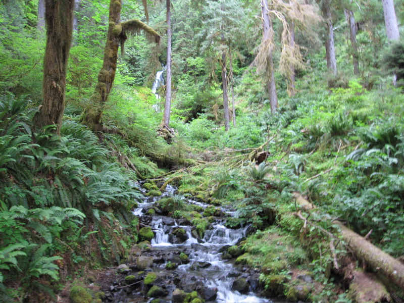 Waterfall in Hoh Rain Forest