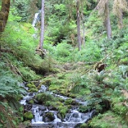 Waterfall in Hoh Rain Forest