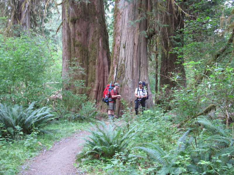 Western red cedar