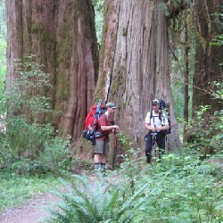 Western red cedar