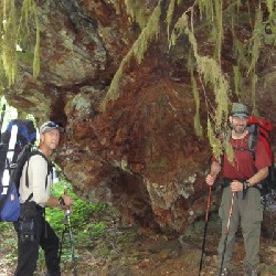 Shade under a Downed Tree