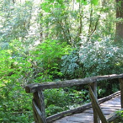 Rickety Bridge