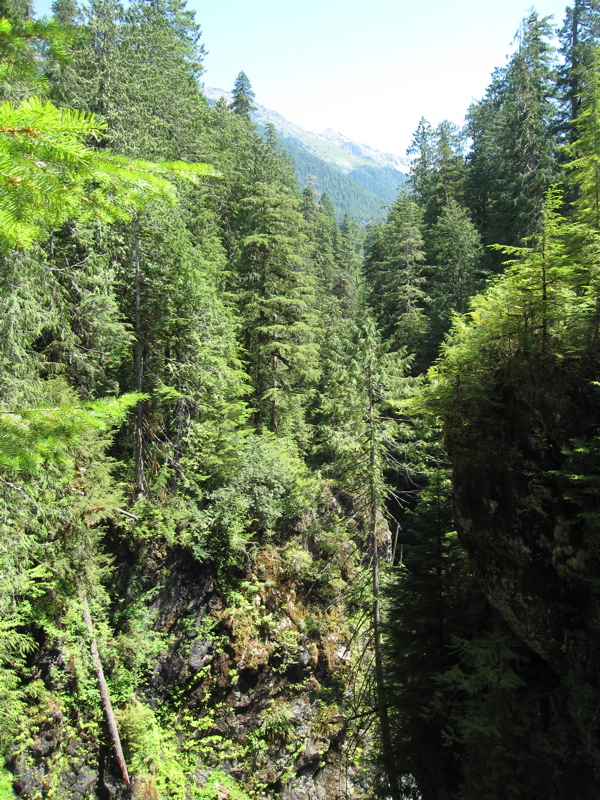 Hoh River Gorge