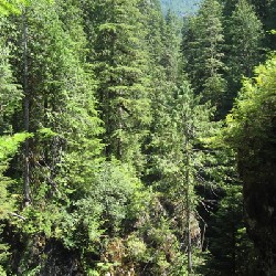 Hoh River Gorge