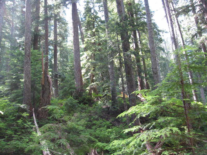 Olympic Deep Woods