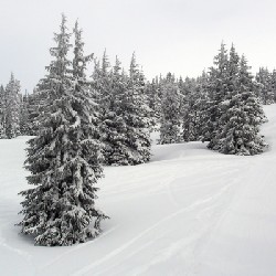 Powder Fields