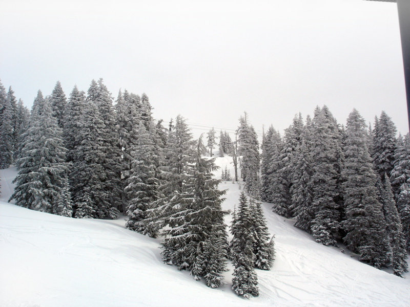 Powder Trees