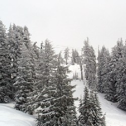 Powder Trees