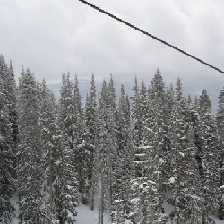 Timberline