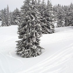 Timberline