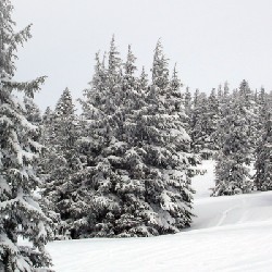 Timberline